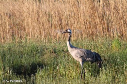 kurrilo_arrunta_grus_grus_