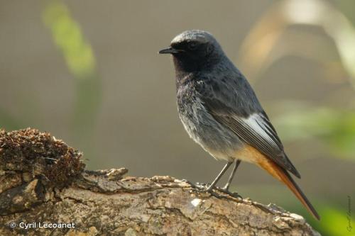 buztangorri_iluna_phoenicurus_ochruros_