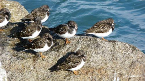 tournepierre_a_collier_arenaria_interpres_