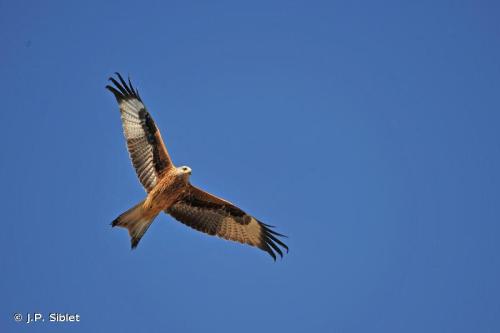 milan_royal_milvus_milvus_