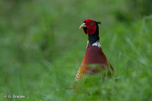 faisan_de_colchide_phasianus_colchicus_