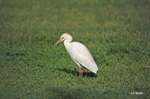 heron_garde_ba_ufs_bubulcus_ibis_