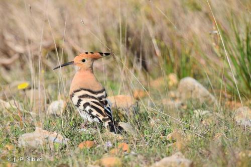 argi_oilarra_upupa_epops_