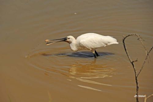 spatule_platalea_leurocodia_mokozabala_eu_espatula_blanca_es_