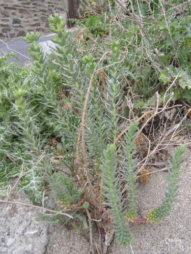 euphorbe_maritime_euphorbia_paralias_