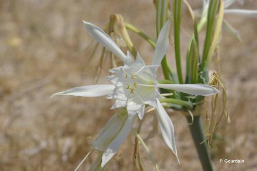 lys_des_sables_pancratium_maritimum_