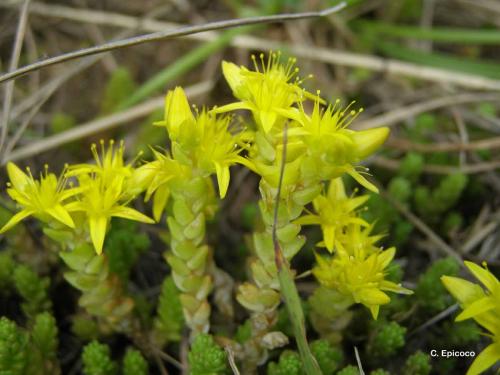 orpin_brelant_sedum_acre_