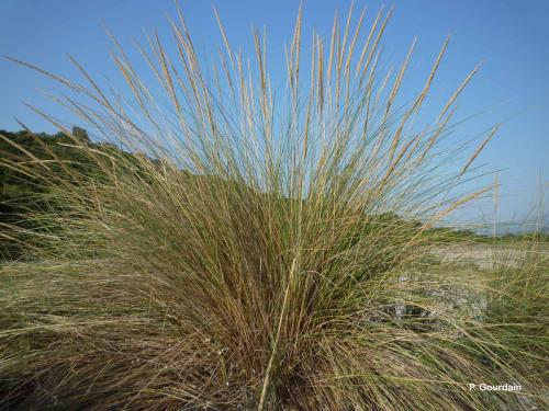 gourbet_ou_oyat_ammophila_arenaria_