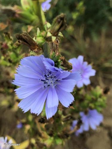 chicoree_sauvage_cichorium_intybus_