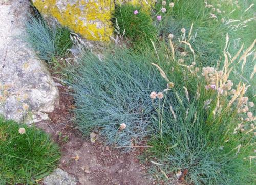 fetuque_pruineuse_festuca_rubra_subsp_pruinosa_