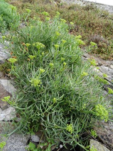 perce_pierre_crithmum_maritimum_