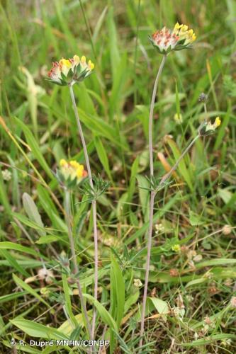 vulneraire_maritime_anthyllis_vulneraria_subsp_maritima_