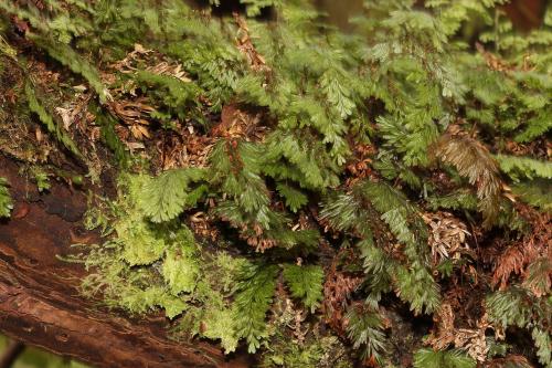 fougere_rare_hymenophyllum_tunbridgense_