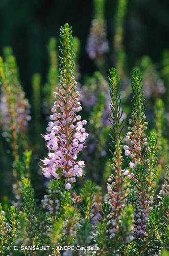 bruyere_vagabonde_erica_vagans_