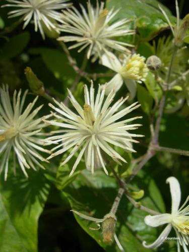 clematite_vigne_blanche_clematis_vitalba_