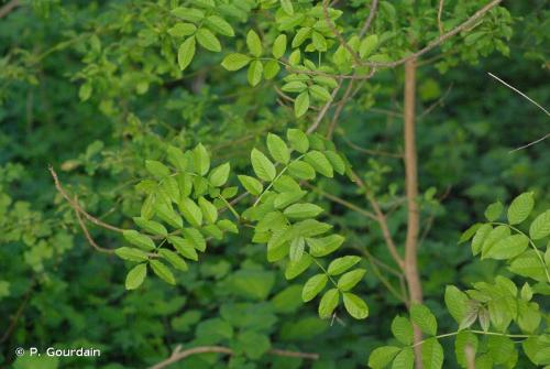 frene_fraxinus_excelsior_lizarra_eu_