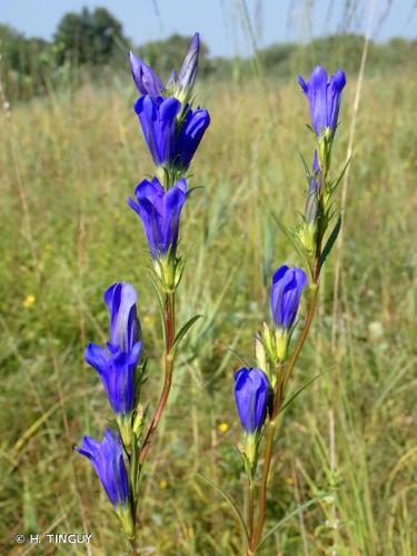 gentiane_des_marais_gentiana_pneumonanthe_