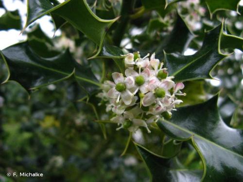 baies_de_houx_ilex_aquifolium_