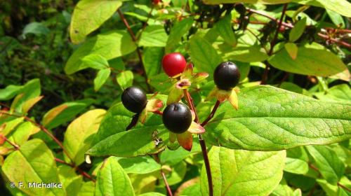 millepertuis_androseme_hypericum_androsaemum_l_