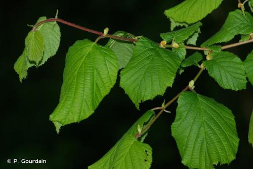 noisetier_coudrier_corylus_avellana_