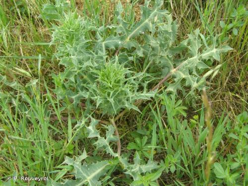 panicaut_champetre_eryngium_campestre_