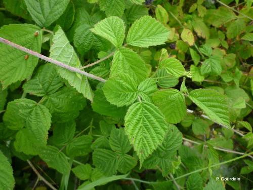 ronce_bleue_rubus_caesius_