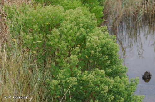 baccharis_halimifolia
