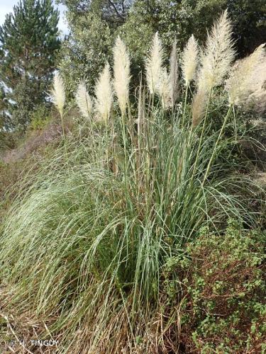herbes_de_la_pampa_cortaderia_selloana_