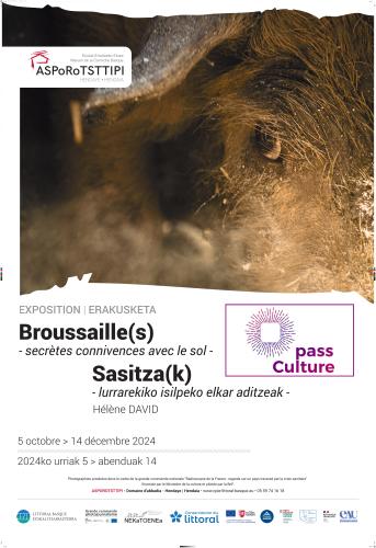 pass_culture_broussaille_s_secretes_connivences_avec_le_sol_