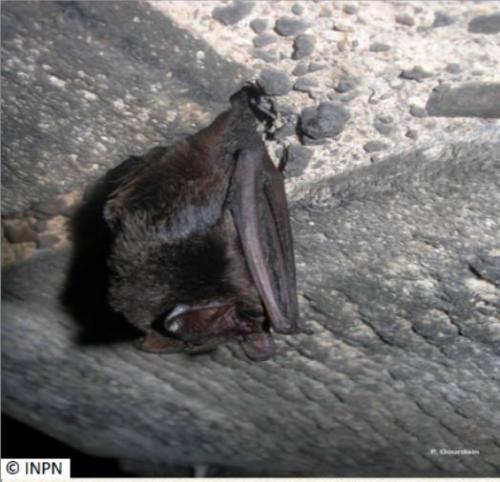 barbastrelle_d_europe_la_barbastella_barbastellus_baso_saguzar_eu_barbastelle_es_