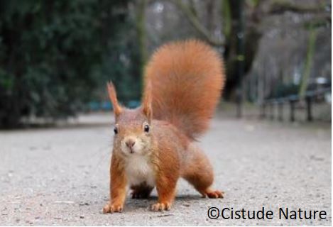 ecureuil_l_sciurus_vulgaris_urtxinxta_arrunta_eu_ardilla_roja_es_