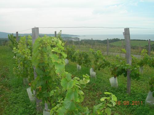 le_vignoble_de_la_corniche