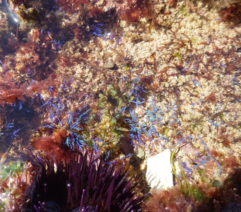 oursin_violet_et_cystoseire