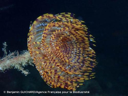 sabelles_de_spallanzani_sabella_spallanzanii_