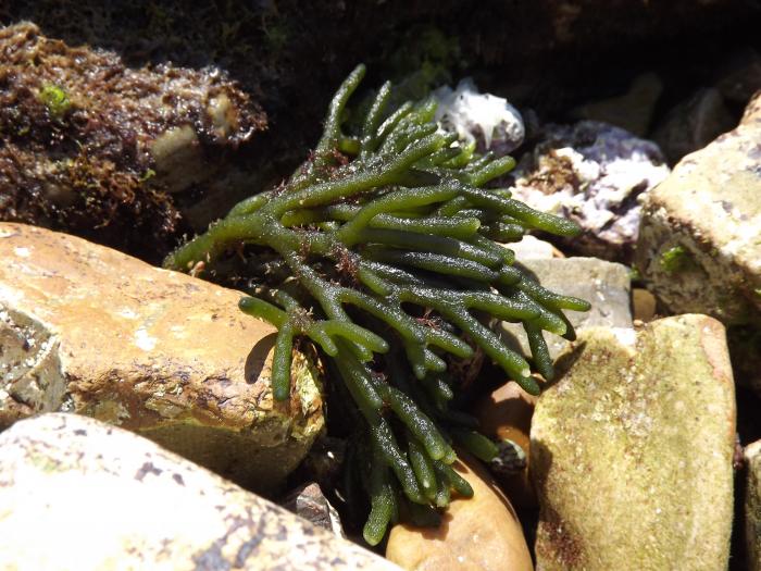 8_12_ans_couleurs_formes_et_textures_les_algues_de_la_cote_basque_