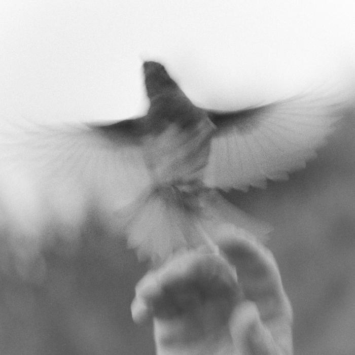 8_12_ans_histoires_d_oiseaux_