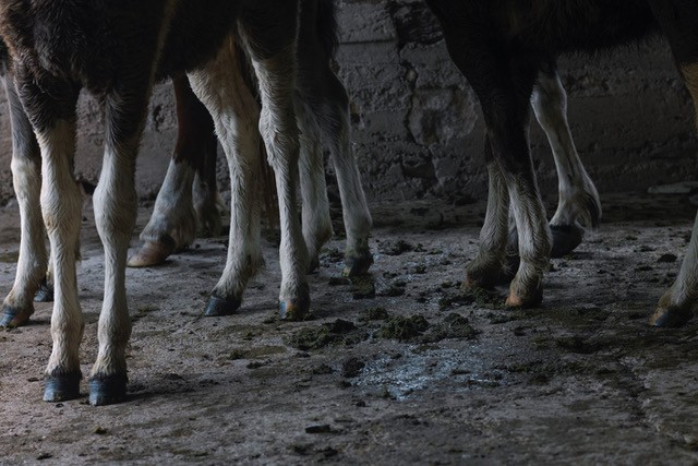 stage_8_12_ans_pierre_feuille_blaireau_